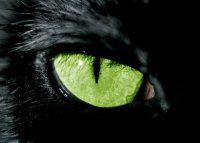 Черная кошка приносит удачу