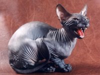 Девятая жизнь кошки