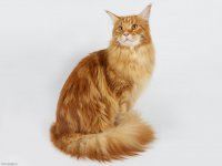 Девятая жизнь кошки