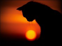 Феномен  одинокой смерти