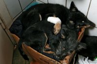Приюты для бездомных животных планируют построить в Киеве