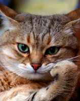 Интересные факты из жизни котов