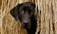 Услуги  похоронных бюро для домашних животных в  Германии