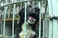Бездомные животные нападают на людей