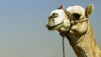 Киевский зоопарк лишился верблюда