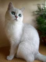 Главные заблуждения о питании кошек