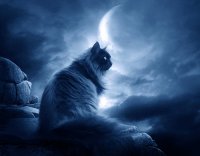 Баллада о летучих кошках