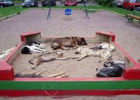 Убийство бездомных собак