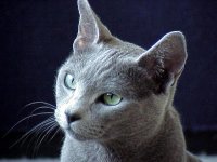 Сколько кошке человеческих лет?