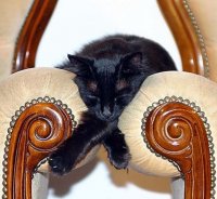 Удивительный мир кошек