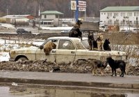 Эвтаназия и стерилизация домашних животных