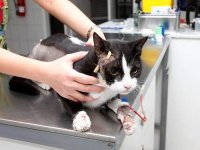Кота расстреляли в упор