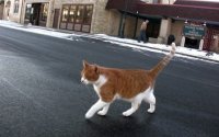 Усы, лапы и хвост  у нового мэра