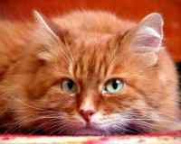 СКОЛЬКО СТОИТ ПОХОРОНИТЬ КОТА