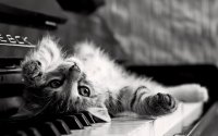 БОЛЬНЫЕ  ЖИВОТНЫЕ  ПРИТВОРЯЮТСЯ  ЗДОРОВЫМИ